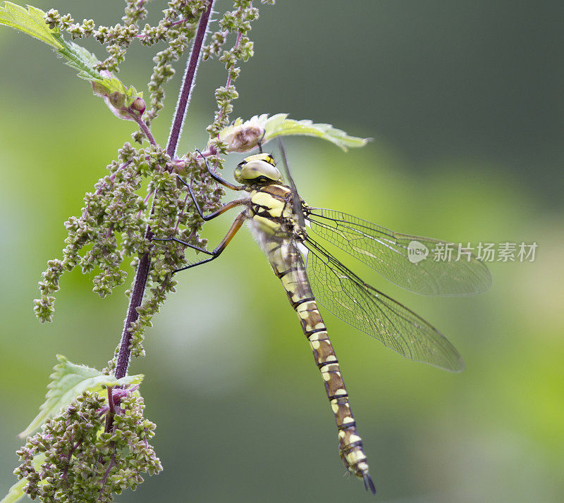 南鹰蜻蜓(Aeshna cyanea)雌性